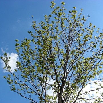 当別の空