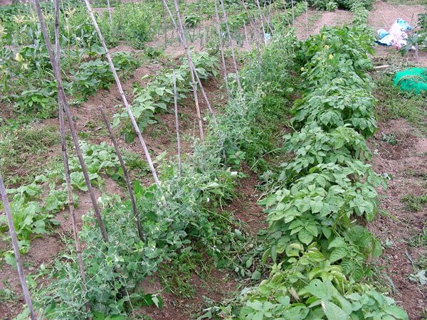 豆類の収穫始まる