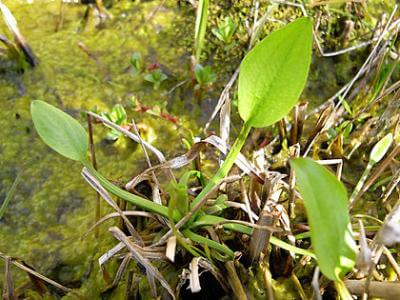 水辺植物たち