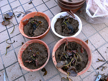植付け