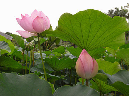 ハスの花