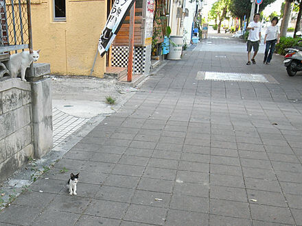 子猫