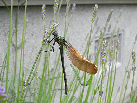 ニホンカワトンボ