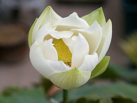 ハスの花