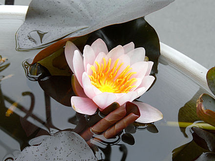 スイレンの花