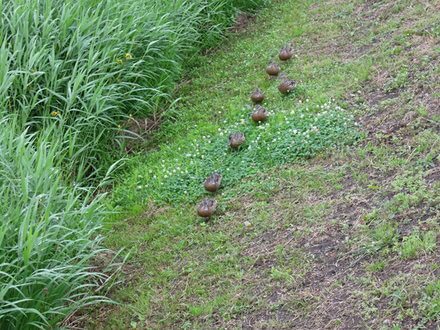 動くおにぎり？