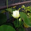 白光蓮の花とつぼみ