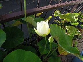 白光蓮の花とつぼみ
