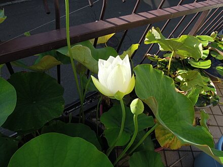ハス開花