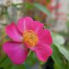 バラの花
