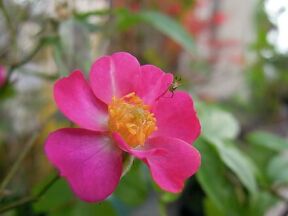 バラの花