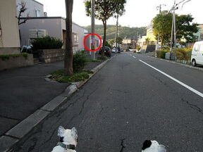 イヌ散歩