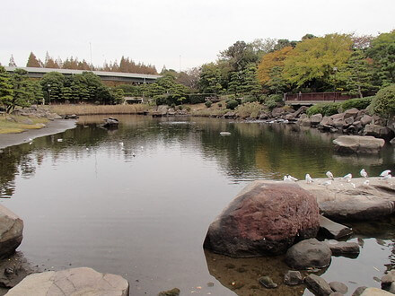 公園の干潟