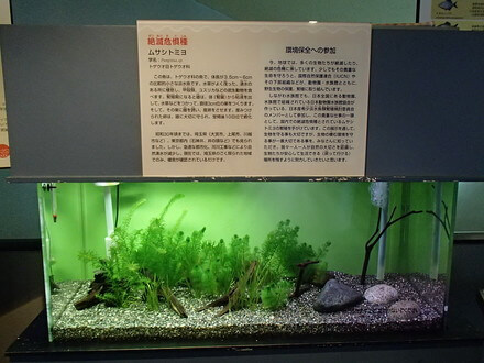 ムサシトミヨ水槽