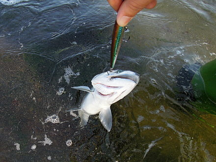 サクラキャッチ！