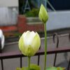 白光蓮