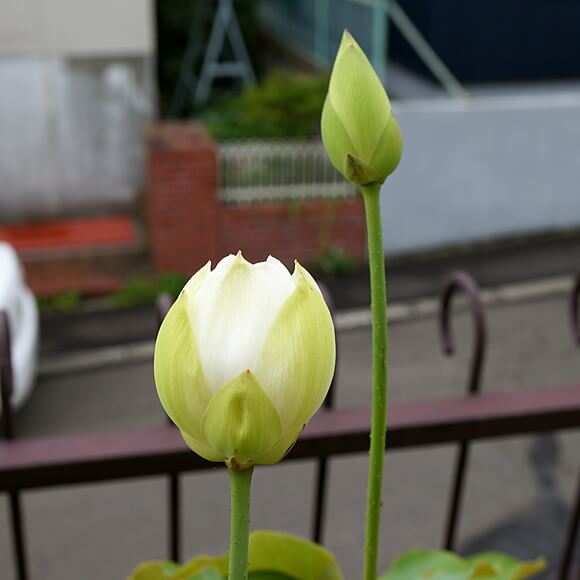 白光蓮