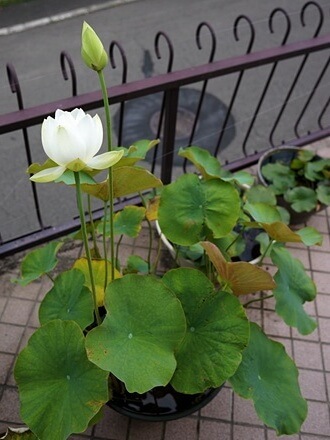 開花2日目