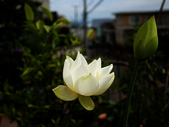 はかなさ