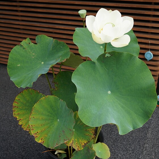 真如蓮