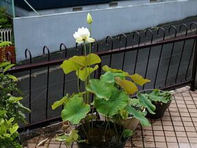 Thumbnail of post image 036
