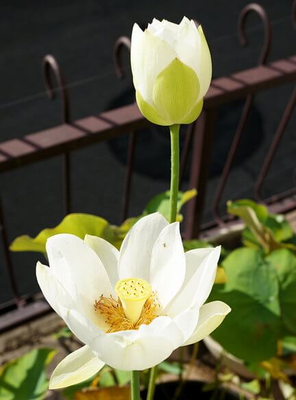 ハスの花2輪