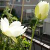 開花1日目と4日目