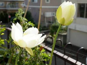 開花1日目と4日目