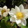 ハスの花2輪