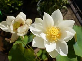 ハスの花2輪