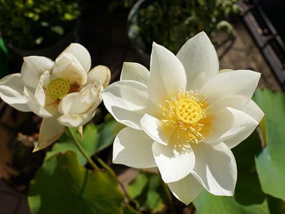 ハスの花2輪