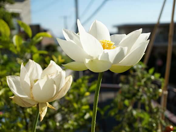 5日目も花びら