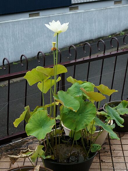 今年最後の一輪