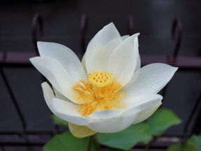 雨に濡れたハスの花