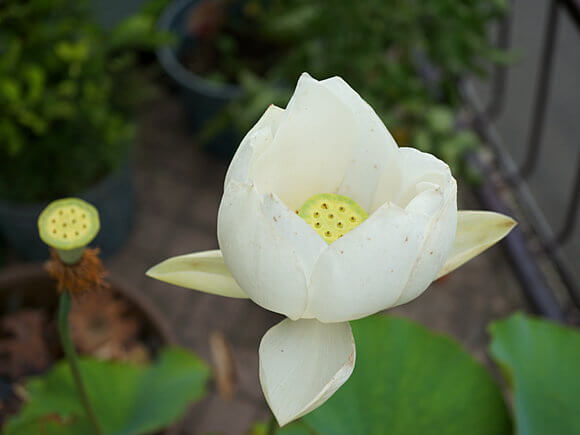 ハスの花