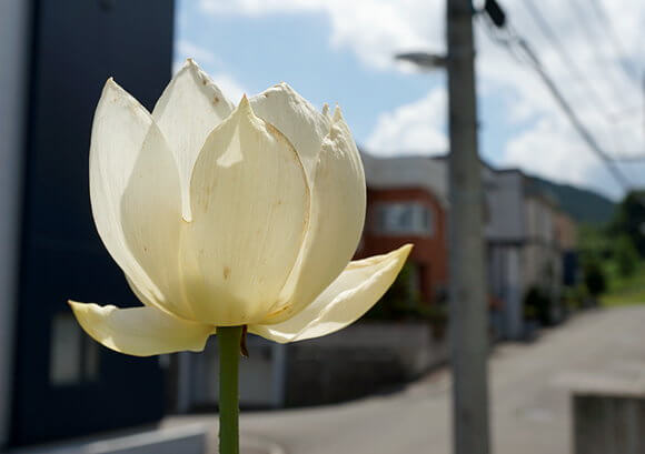 ハスの花