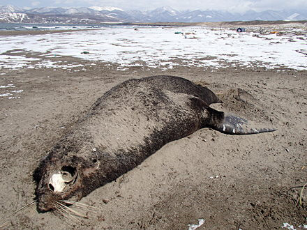 海獣、死す