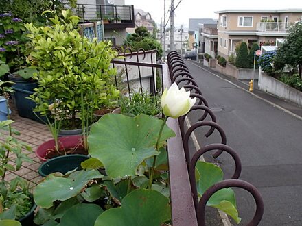 ハス開花