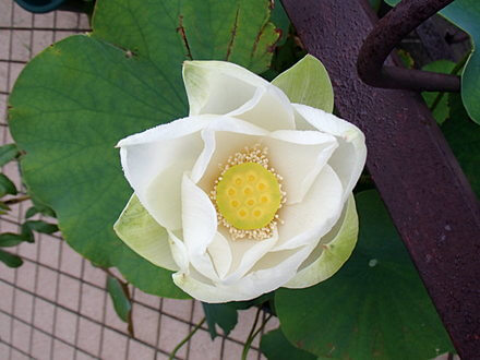 ハスの花