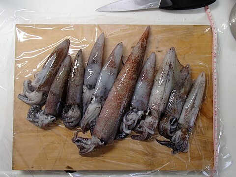 本日の釣果
