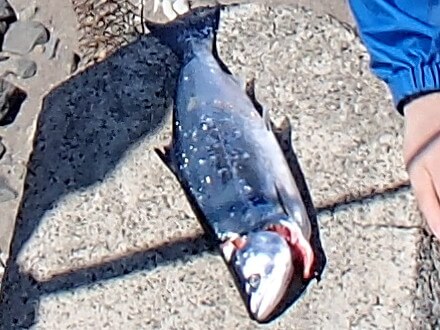 小さめサクラ