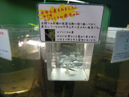 毎年のエゾトミヨ調査の成果