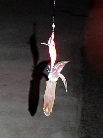 ポツポツ釣れる