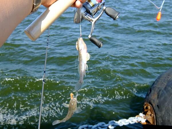 イイ感じでハゼがくる