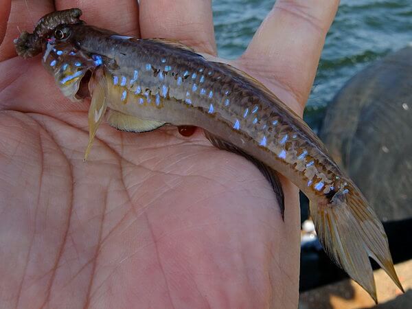 ルリルリなモヨウハゼ