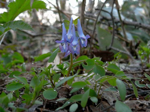Ezoengosaku