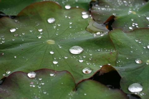Lotus Drops