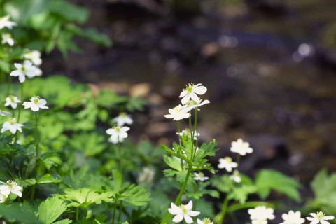 Pukusakina