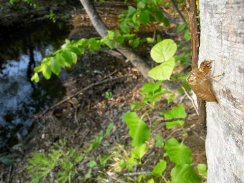 Cicada