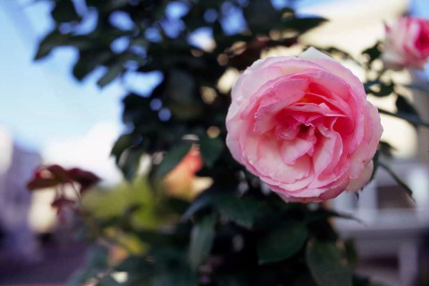 庭のRose